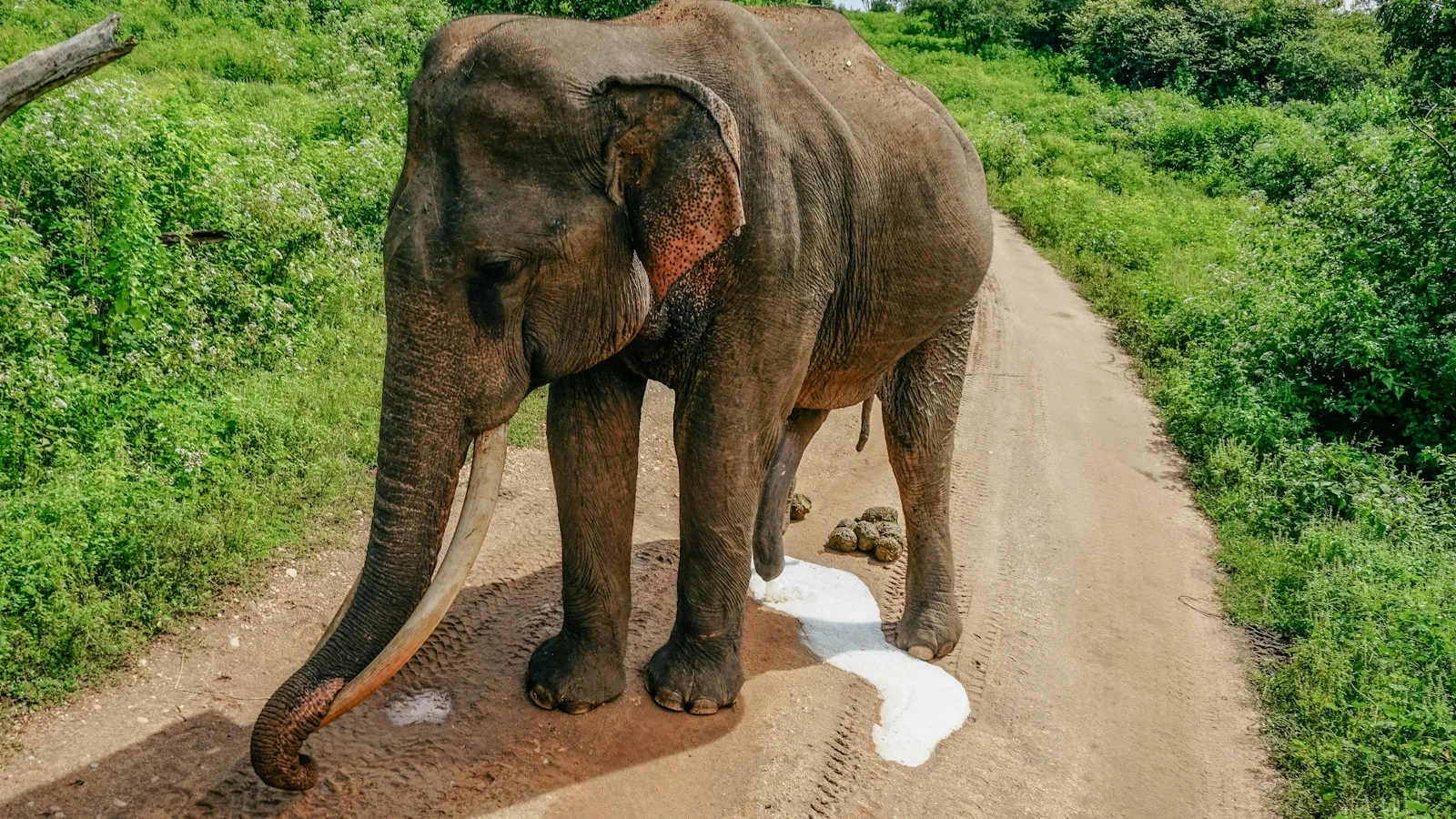L'alternative recommandée : l'Elephant Transit Home d'Udawalawe