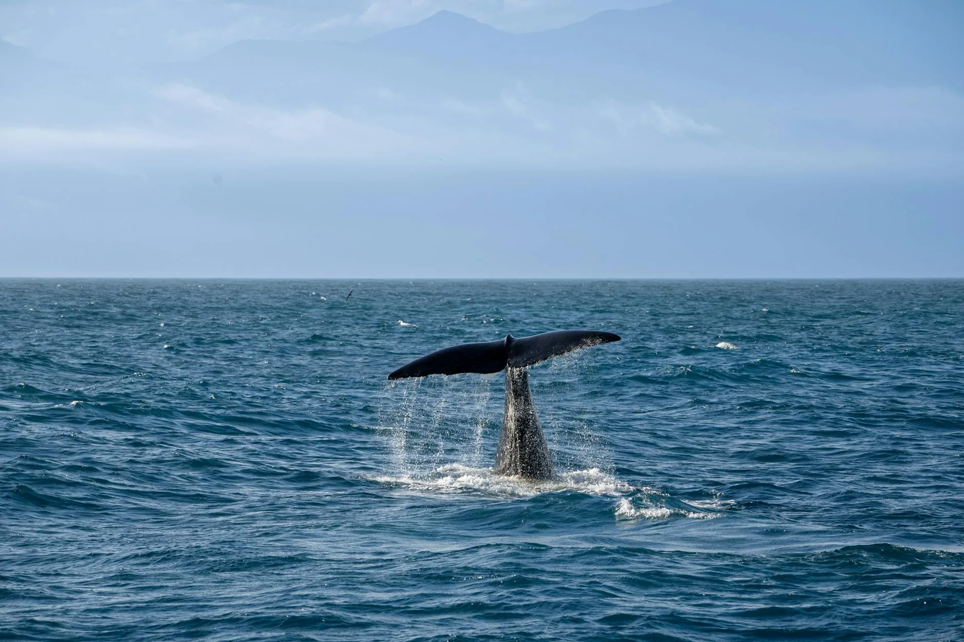 Observer les baleines bleues